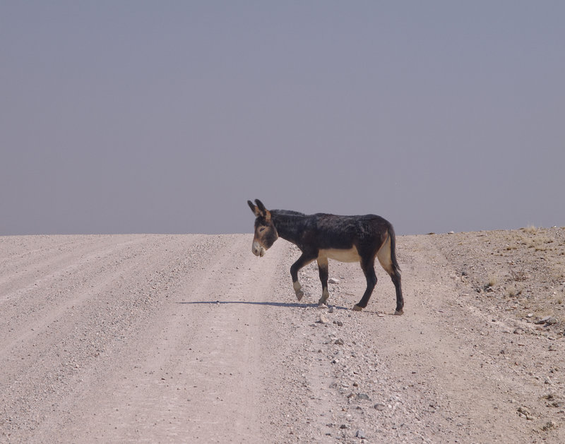 Hammerstein Lodge, Donkey
